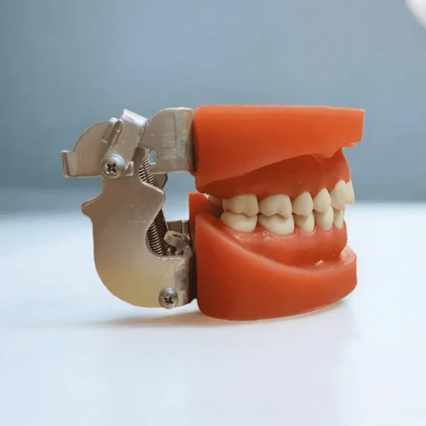 WHITE MODEL WITH ARTICULATOR