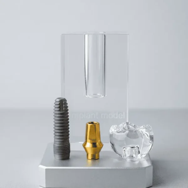 "Crystal clear dental implant educational model with a gold abutment and gray screw "