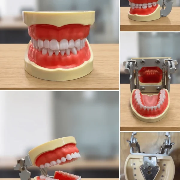 A professional full adult 32 screw dental typodont model placed directly on a wooden office desk The model showcases a complete set of 32 extra hard teeth secured with visible screws into a realistic pink soft gum base, held by a durable metal articulating hinge