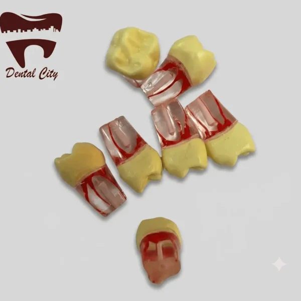Six transparent endodontic Frasaco typo teeth for root canal practice featuring yellowish crowns, clear resin roots, and red tinted pulp canals, displayed alongside a Dental City logo against a light grey background