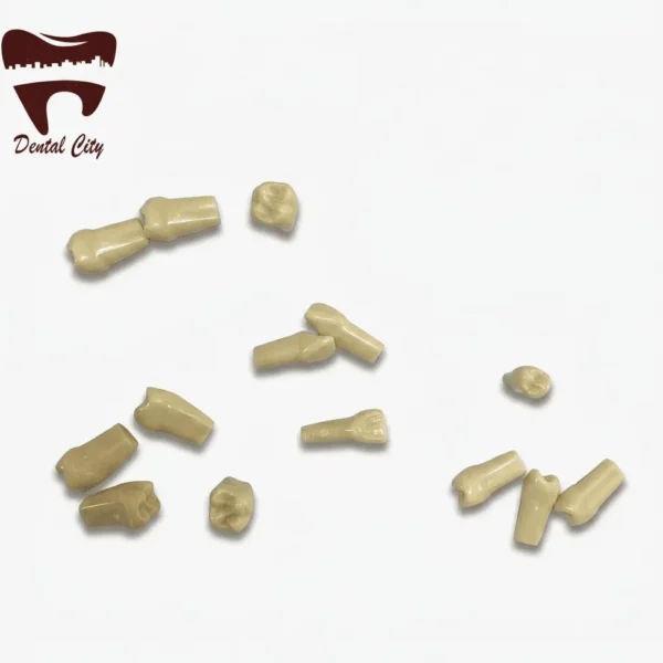 An assortment of ivory Frasaco anatomical replacement teeth displayed against a plain white background, featuring the Dental City logo in the top left corner