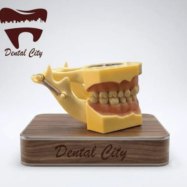 Frasaco style dental typodont study model with removable teeth and soft pink gums, branded with the Dental City logo and displayed on a wooden stand